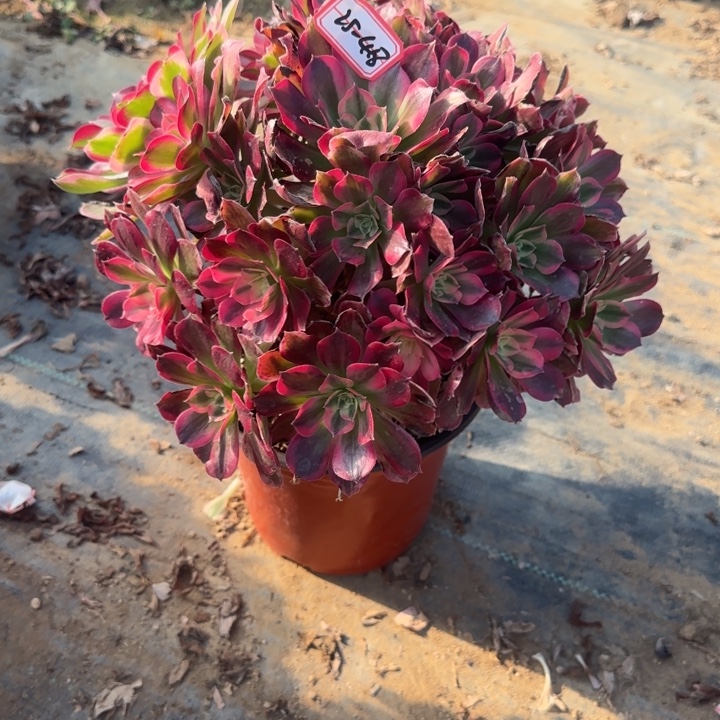 25-48男神多肉不包售后