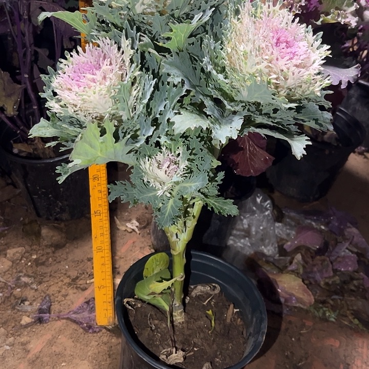 粉白色羽鹤多头一颗