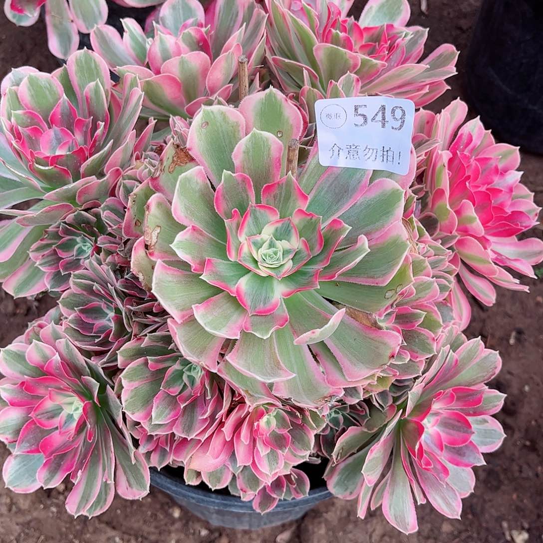 无花朵多肉植物549