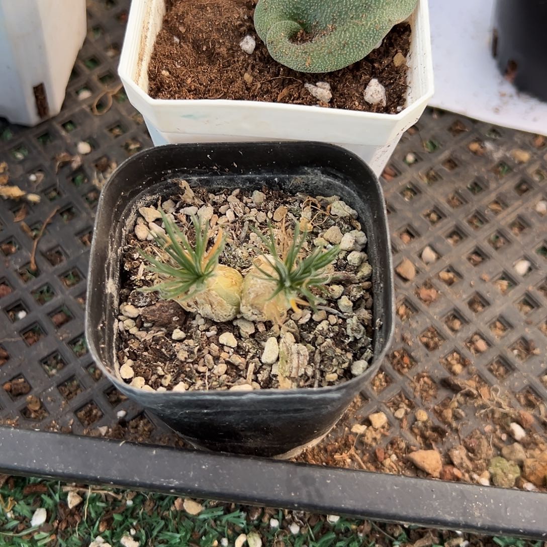 六***线海葱080，一物一拍带盆