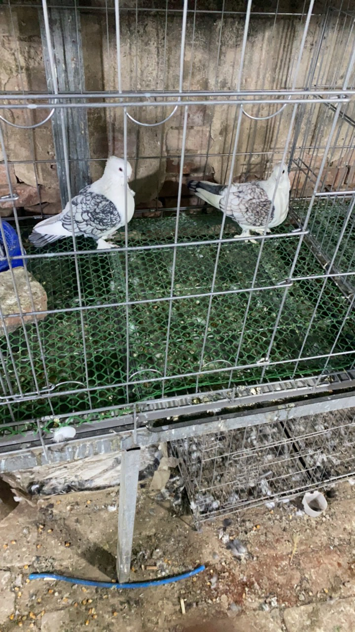 尼姑种鸽 公一只