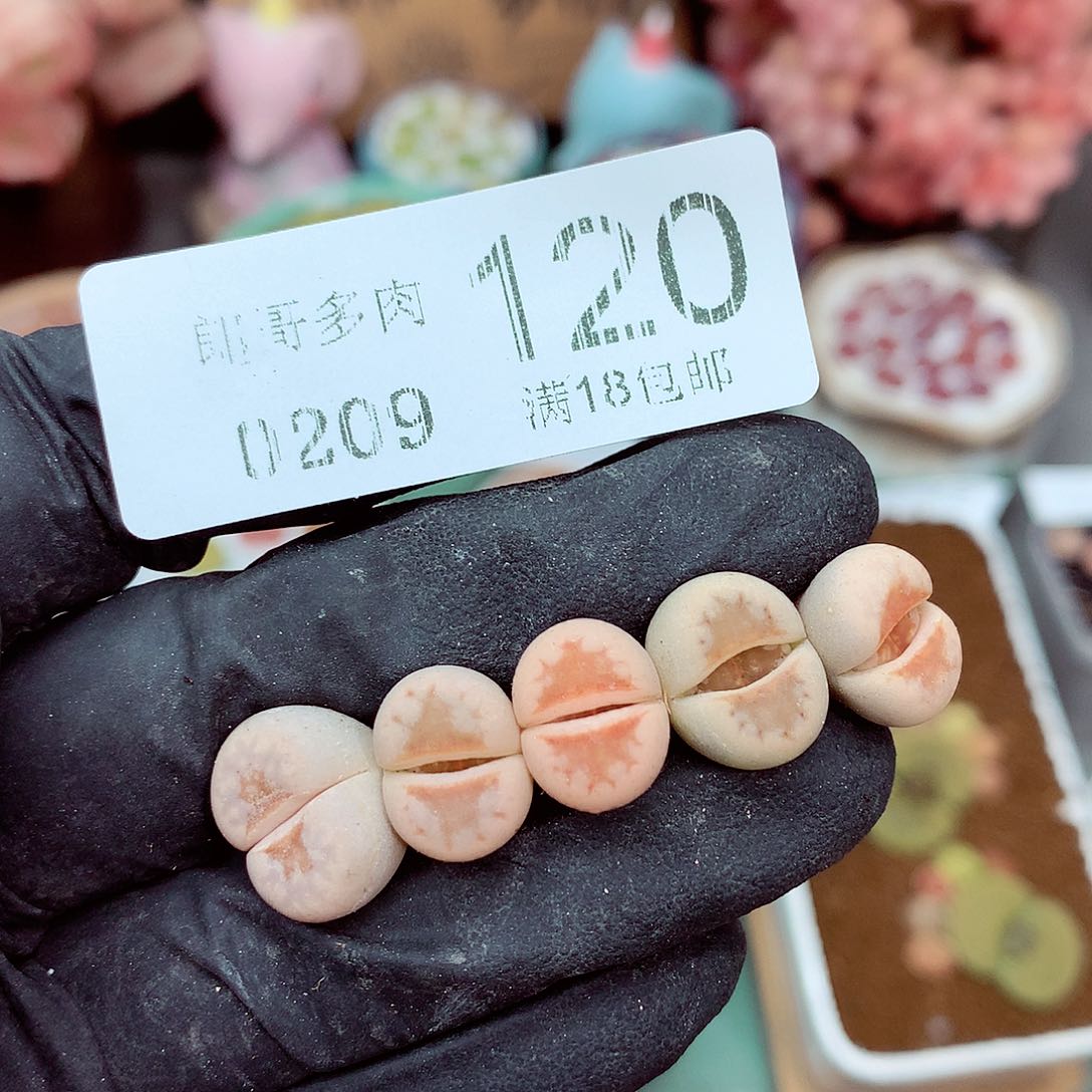 生石花满18包邮9-120