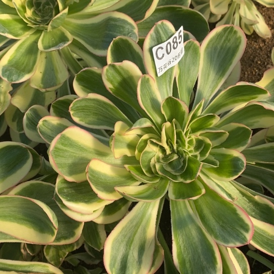 085燕姿锦缀多肉植物