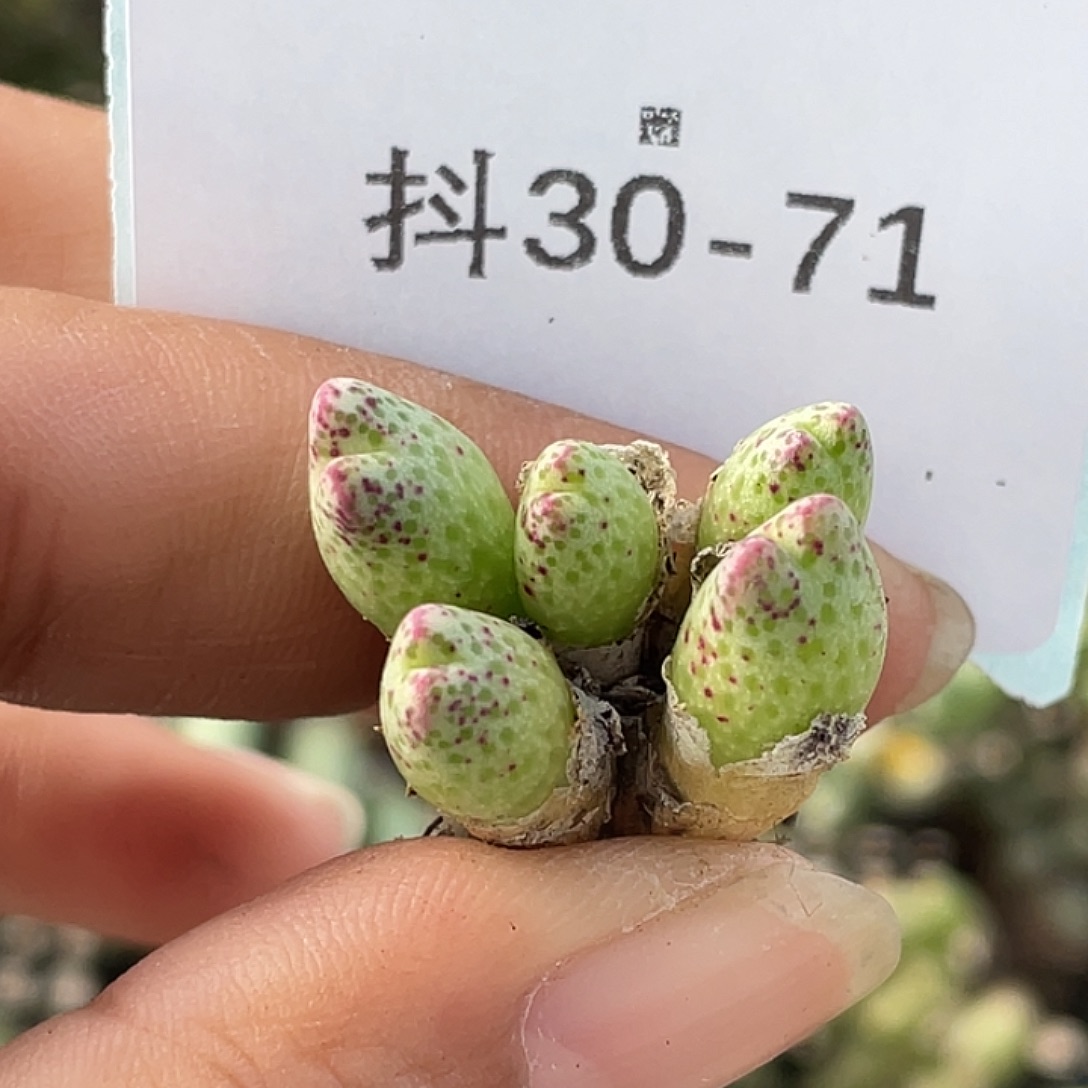 30-71草莓斑马肉锥