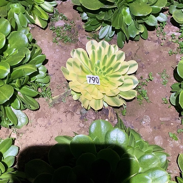 多肉植物法师790金丝翡翠