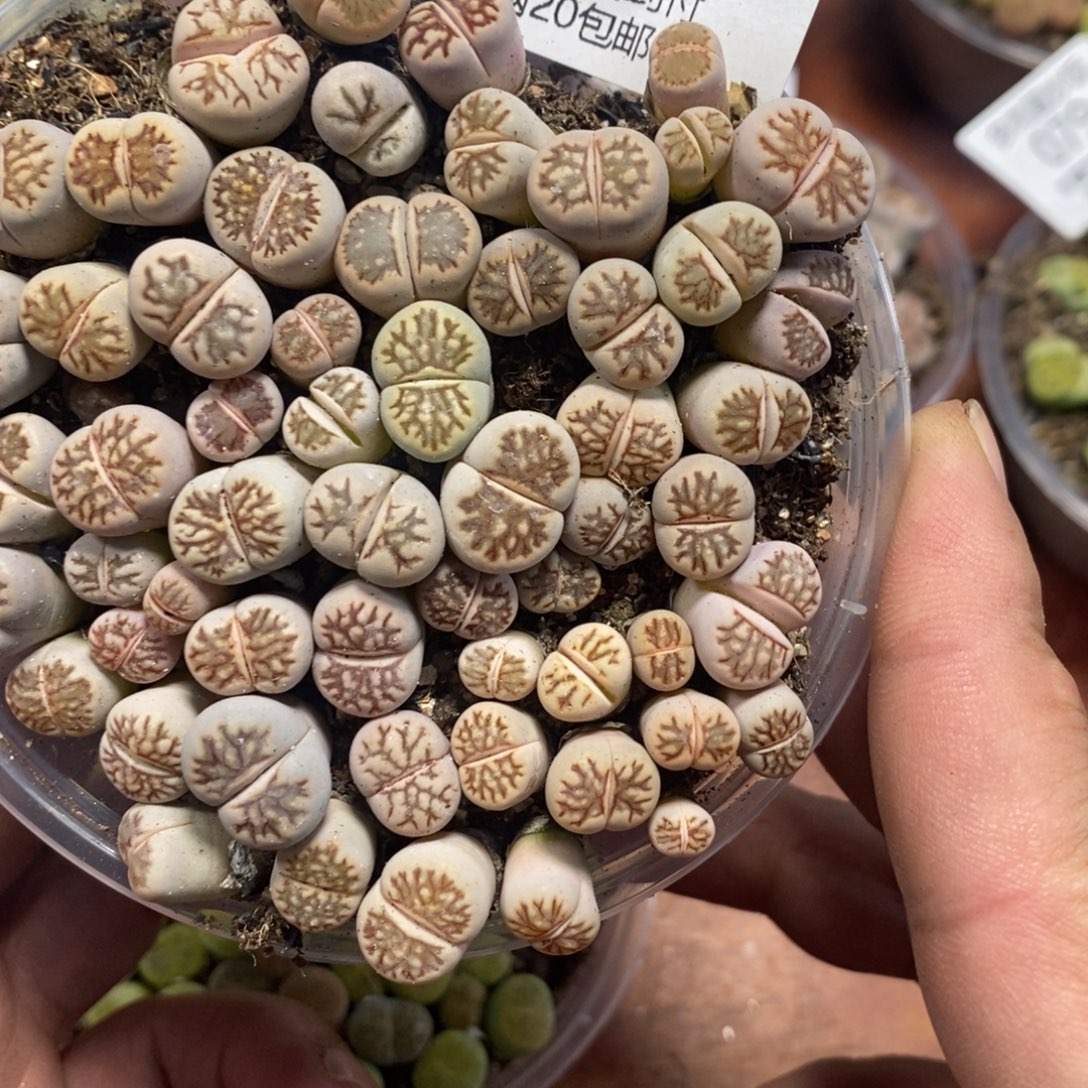 多肉蛋炒饭感谢您相伴068