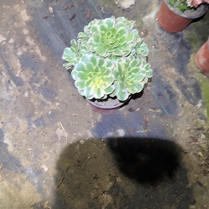 糖***果不包侧枝一物一拍27