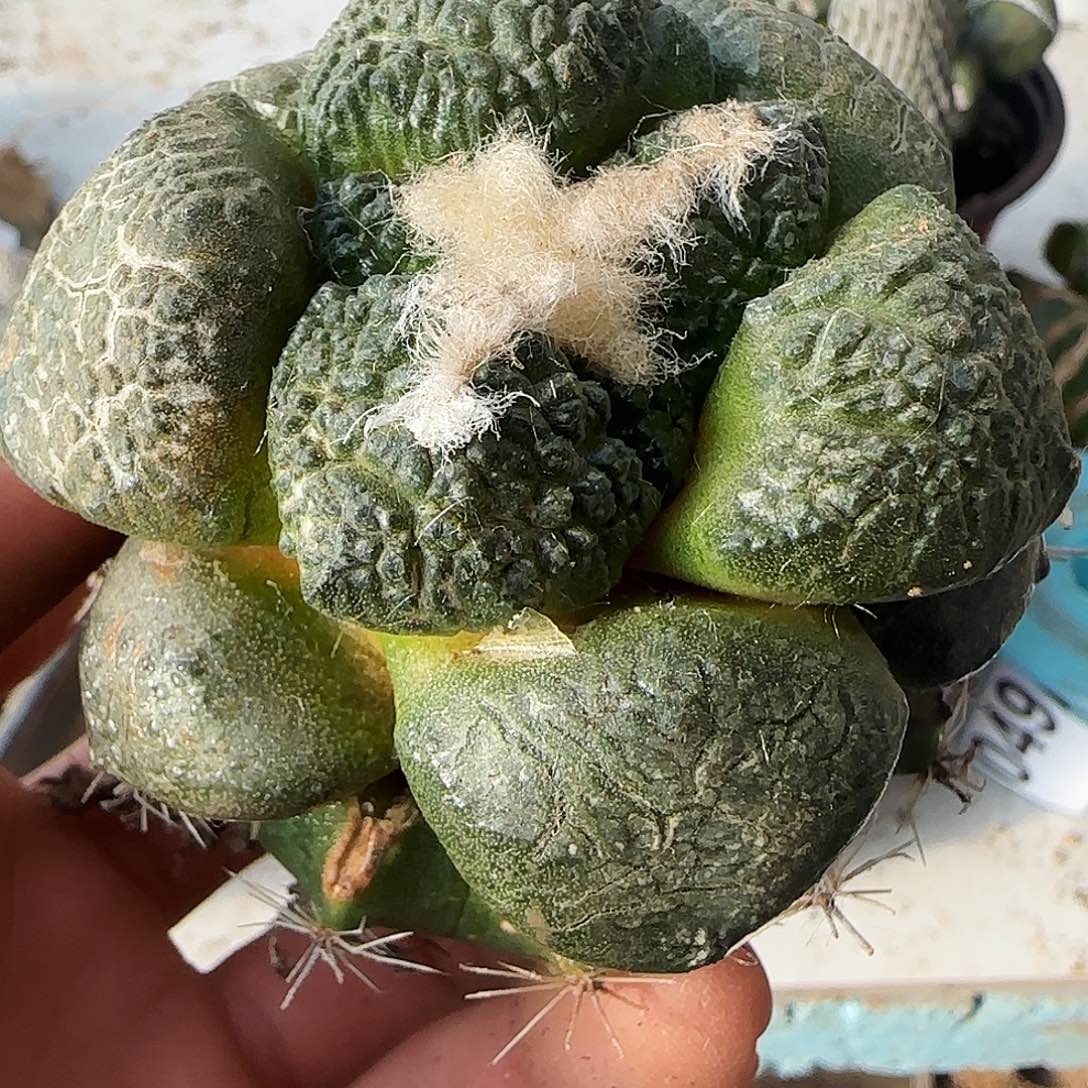 连山814仙人球开花