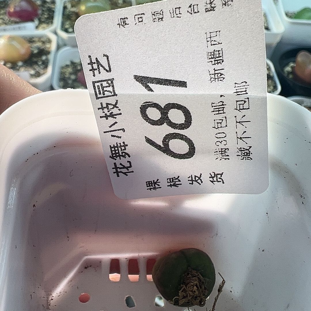 681毛111111111111111111