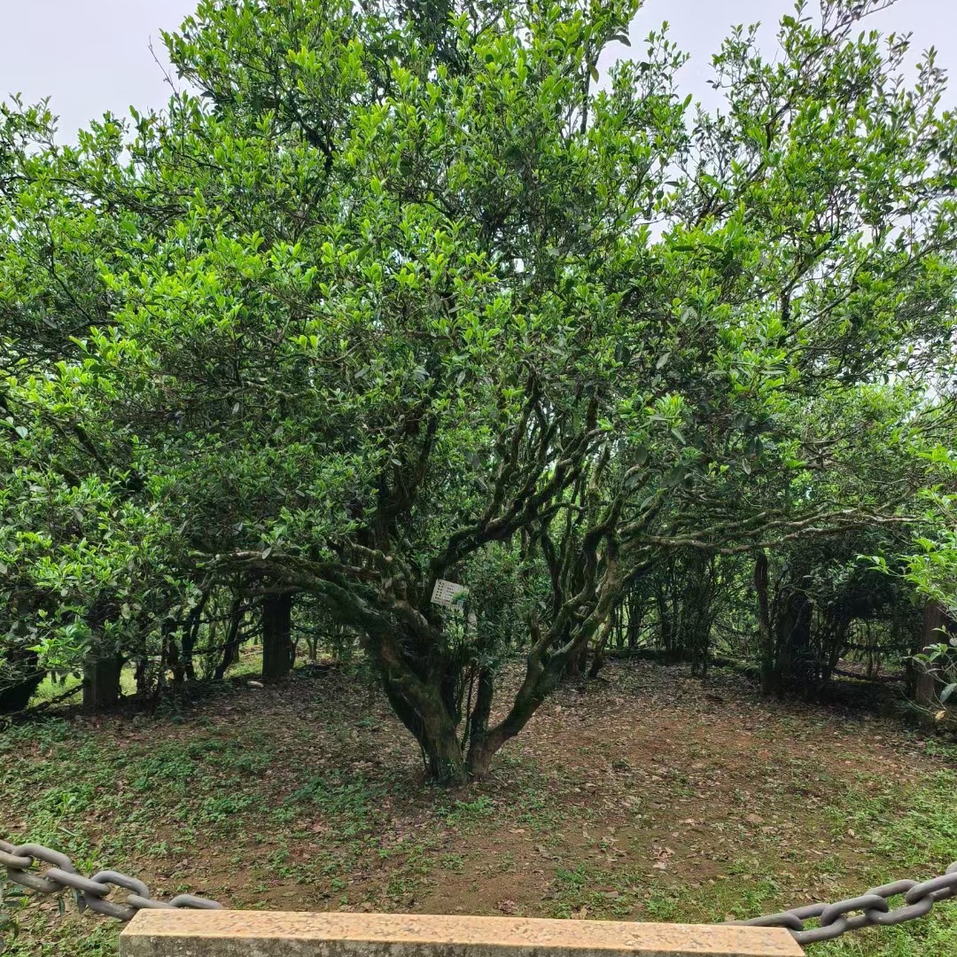 凤凰单丛茶《单株古树蜜兰香》老树韵味，兰香木质香十足，回甘好耐泡