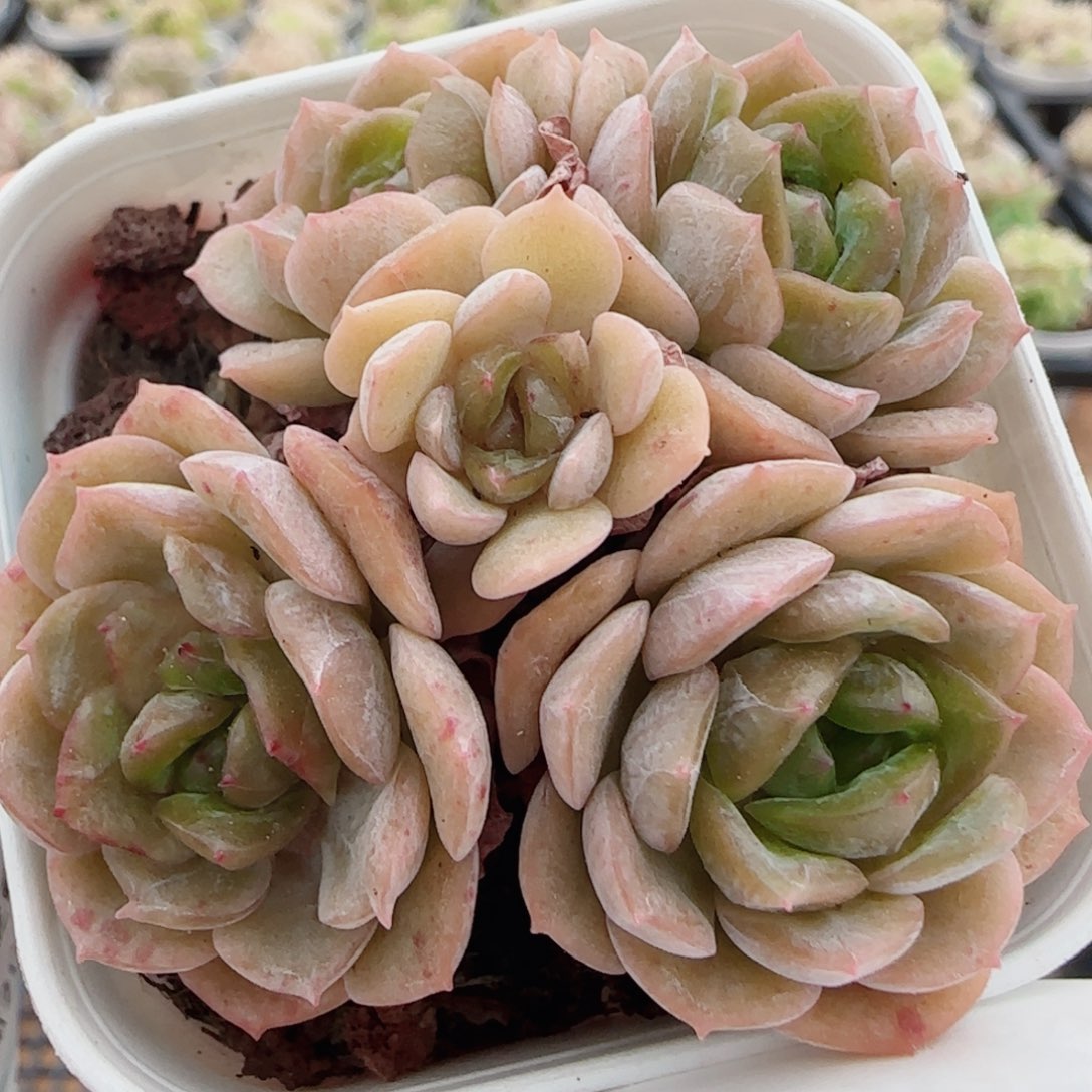 花语逸镜0526-95开播福利