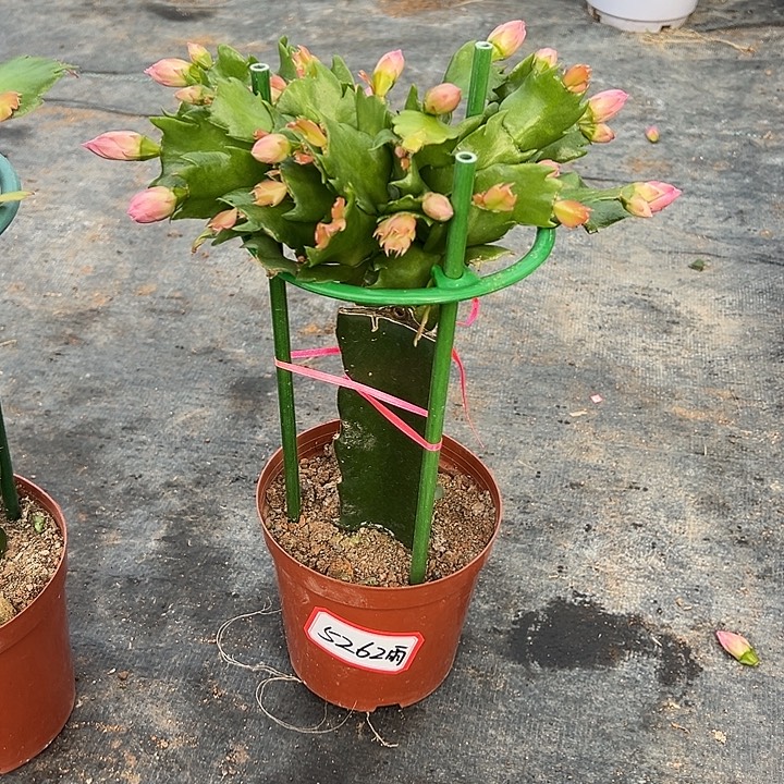 073蟹爪兰尾号5262