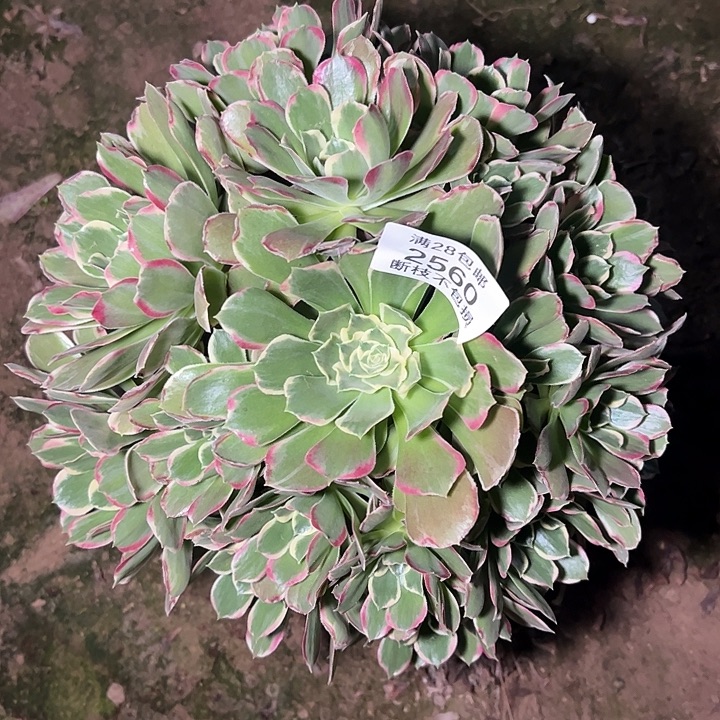2560雨花石多肉植物
