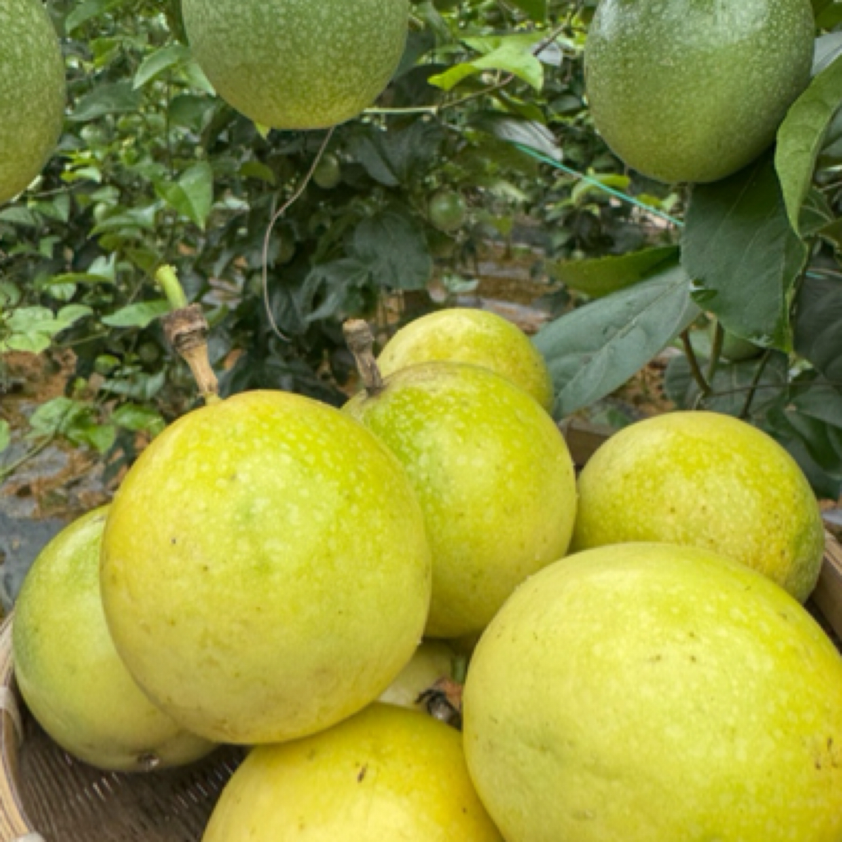 正宗广西钦蜜9号百香果新鲜当季水果酸甜多汁