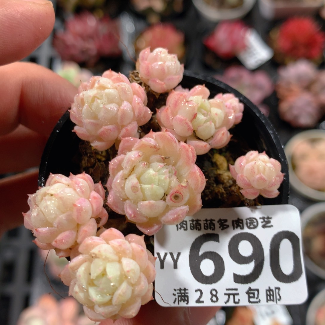 5CM拇指盆精控多肉YY690