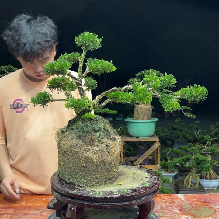 无花朵广东皱皮雀舌黄杨