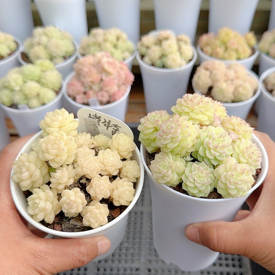 浆****1220-34（ttp-117）优选专拍