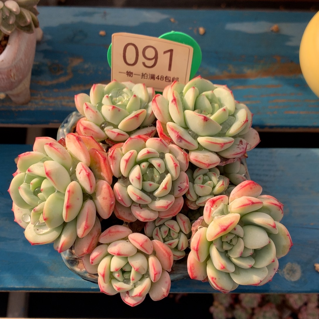 香草矮桩平头捧花091