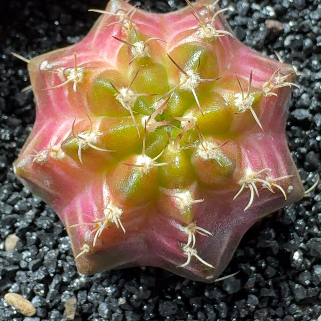 米哈实生自然锦泰国轮回母球277