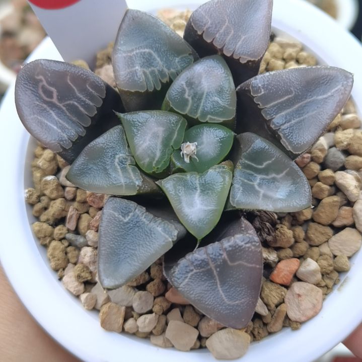 125号实生克芸窗乱纹一物一拍带盆土发货
