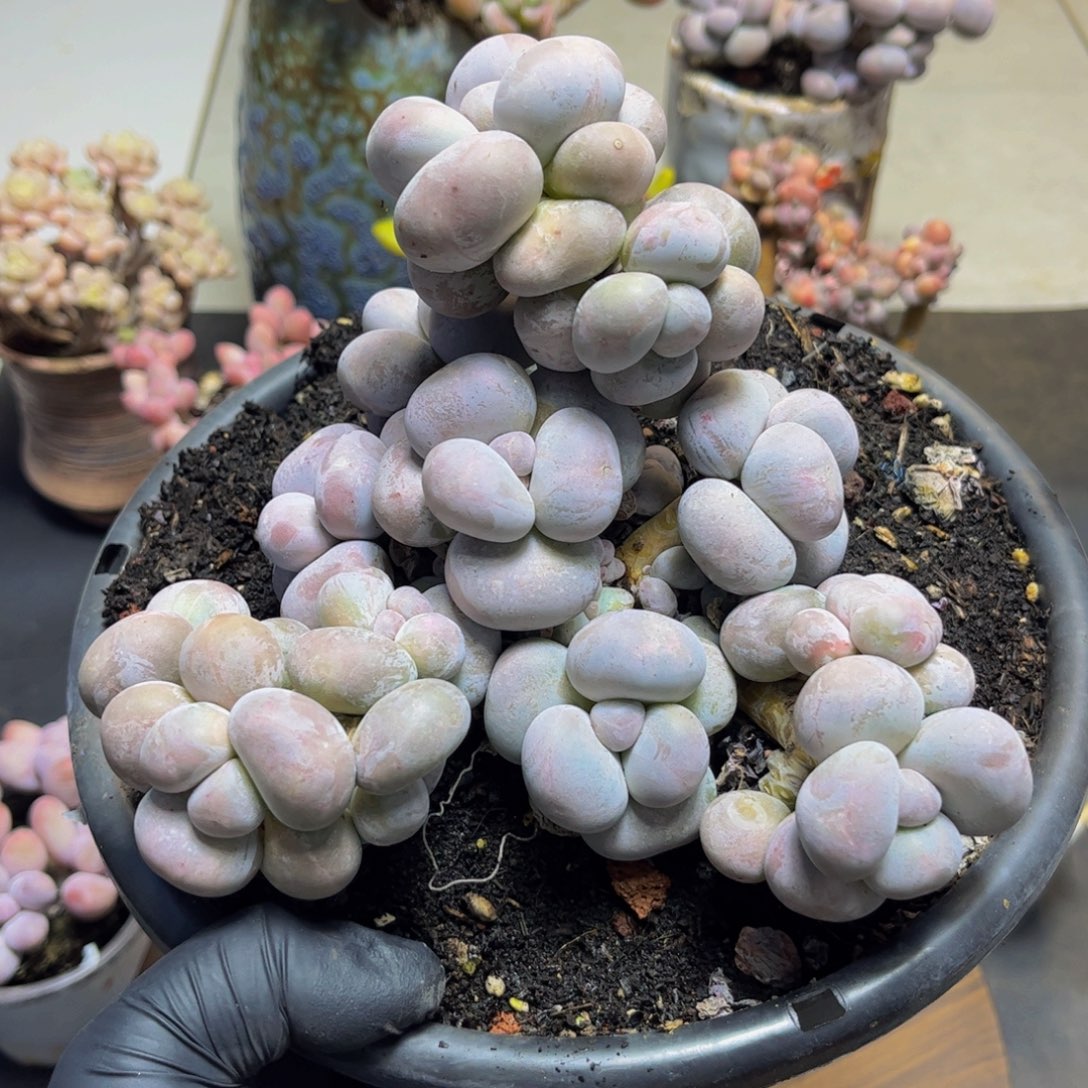 257芭比奶酪15厘米多肉