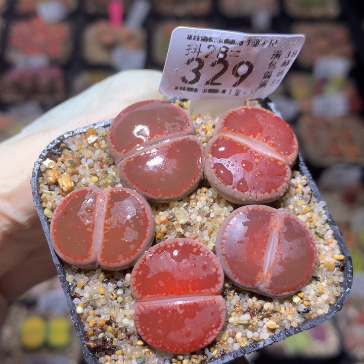 精品生石花28.329