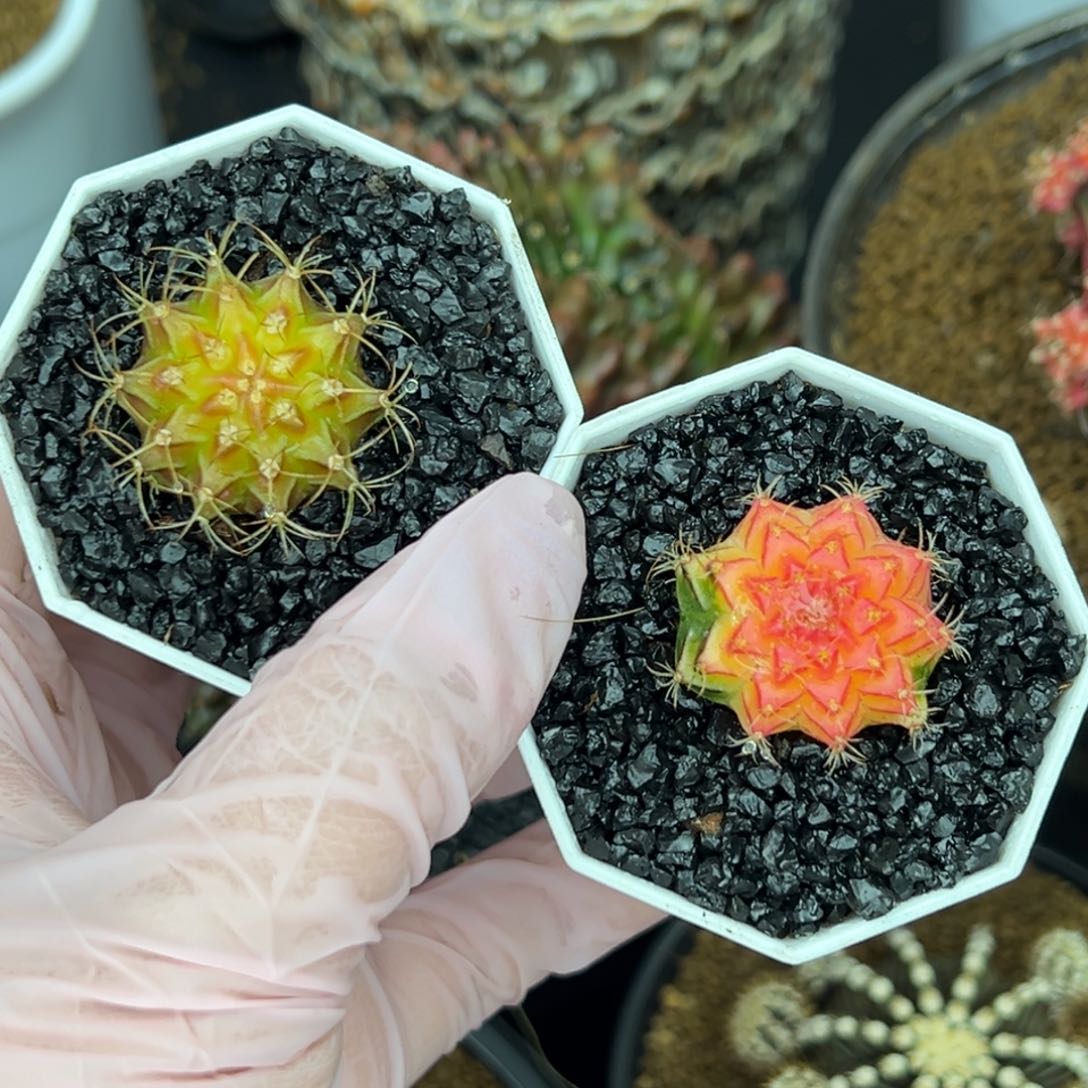 两颗福利，带盆土发货