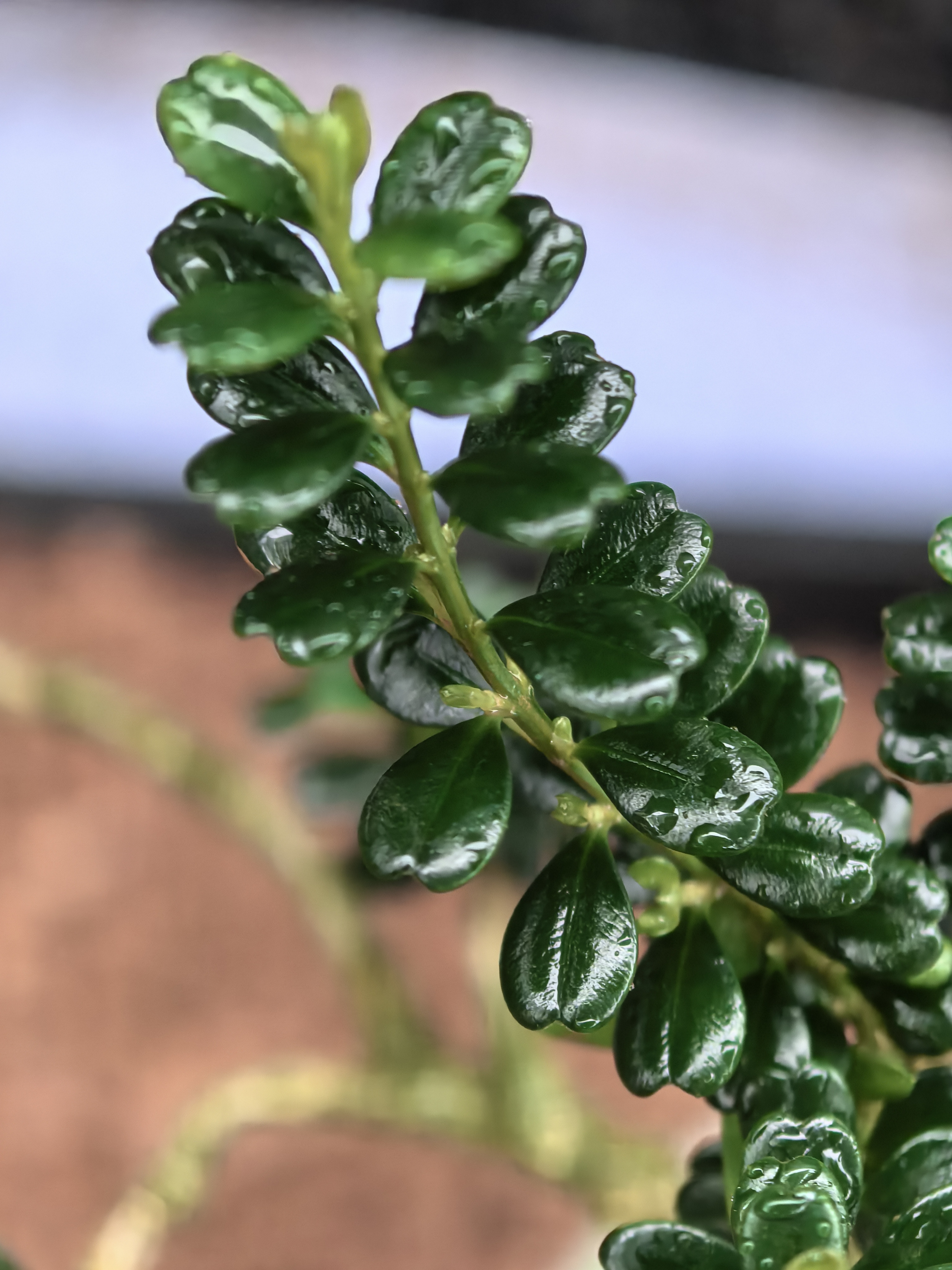 风米黄杨塞珍珠 老翔凤 雨露（直播间一物一拍）