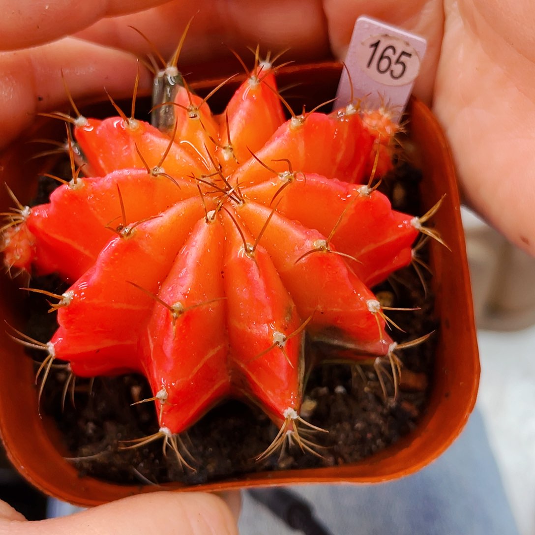 非偏远地区满25包邮仙人球