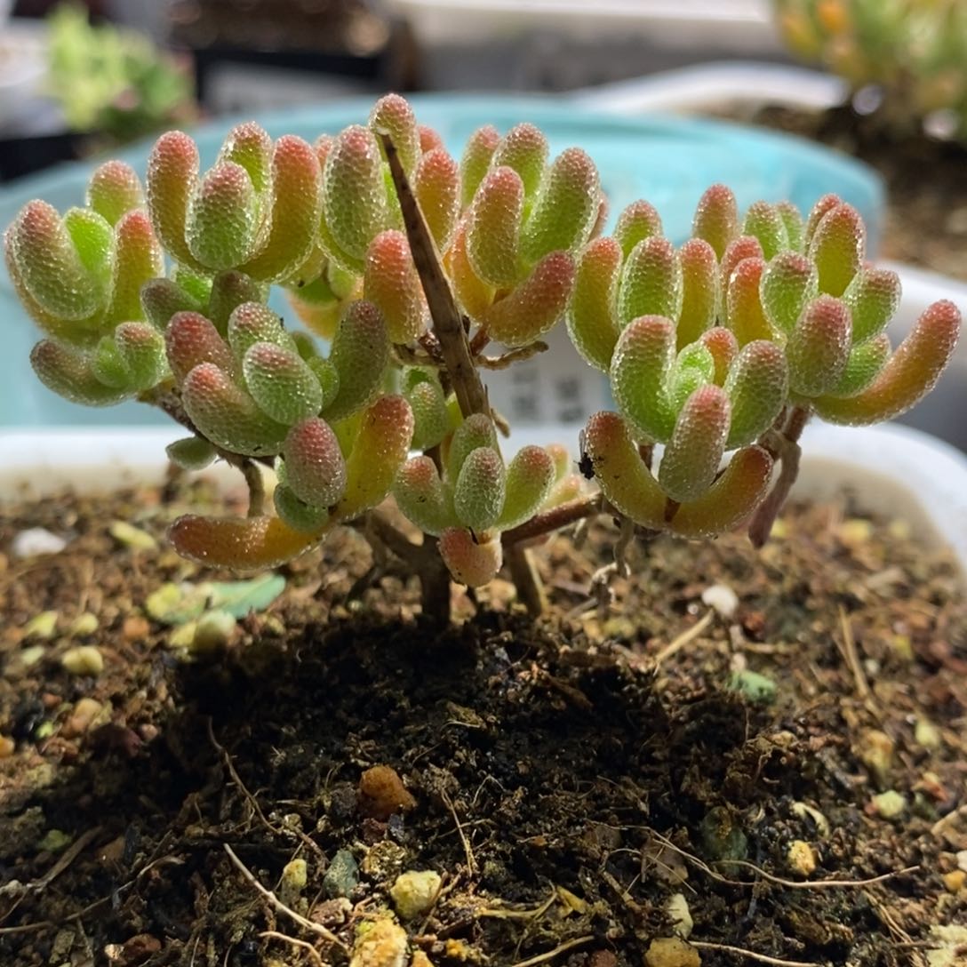 爱*己冰晶杂枝干番杏G176