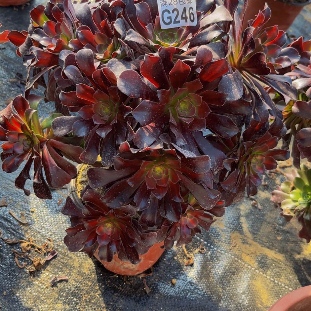 246多肉植物一物一拍