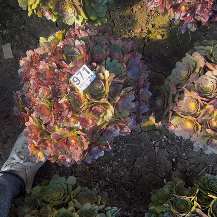 黑魔花27-43包邮花花