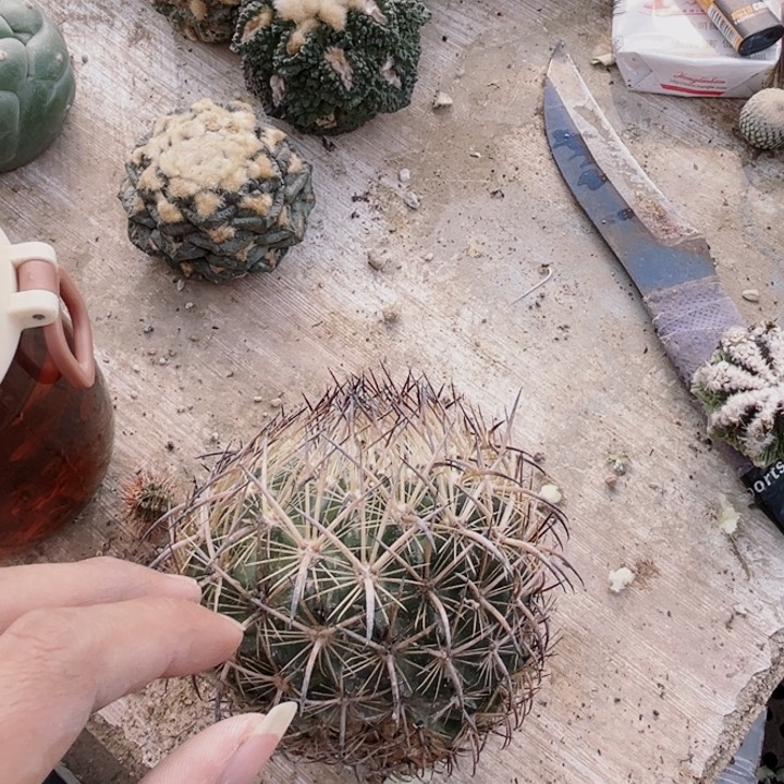 虎抓玉落地仙人球