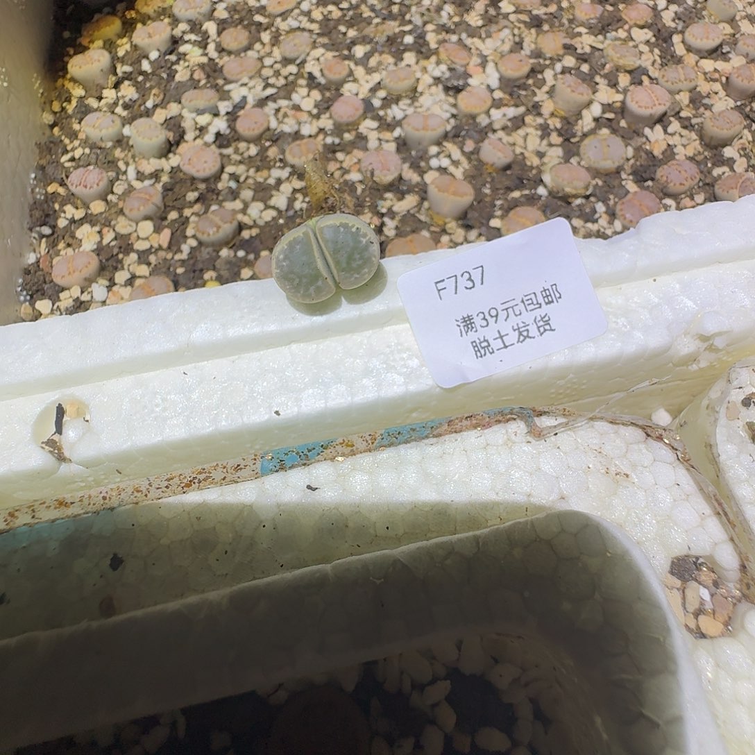 我***是737哈哈哈哈哈哈哈