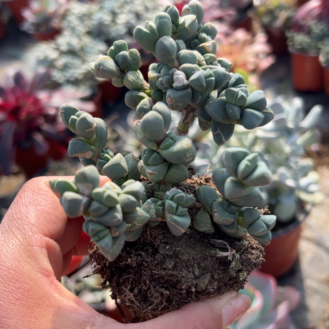 多肉植物多肉植物