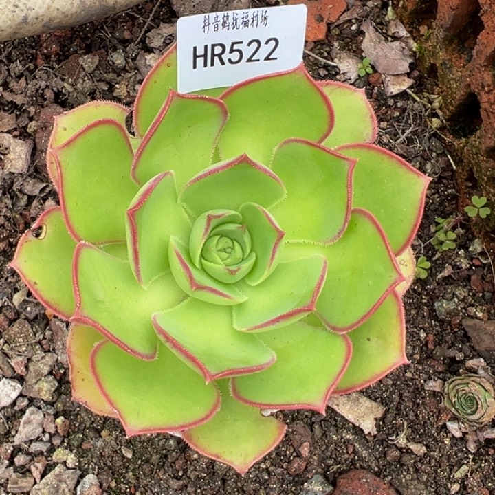 HR522不知名福利捡漏