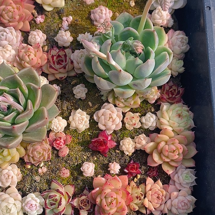 262 多肉植物盆栽花卉植物