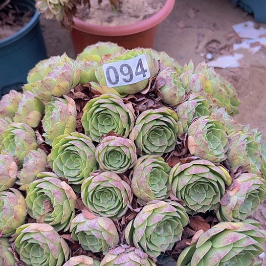 小***幸多肉植物一个沙拉碗