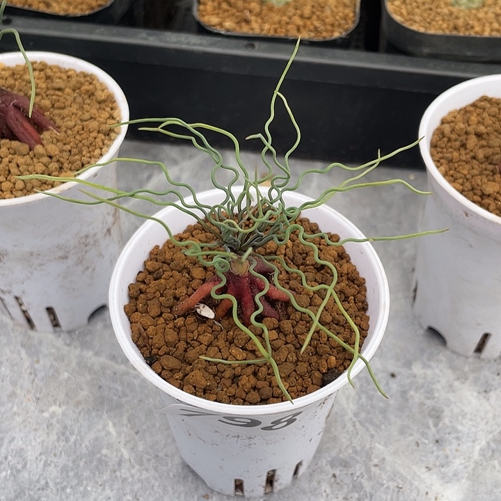 798大方便面弹簧草块根