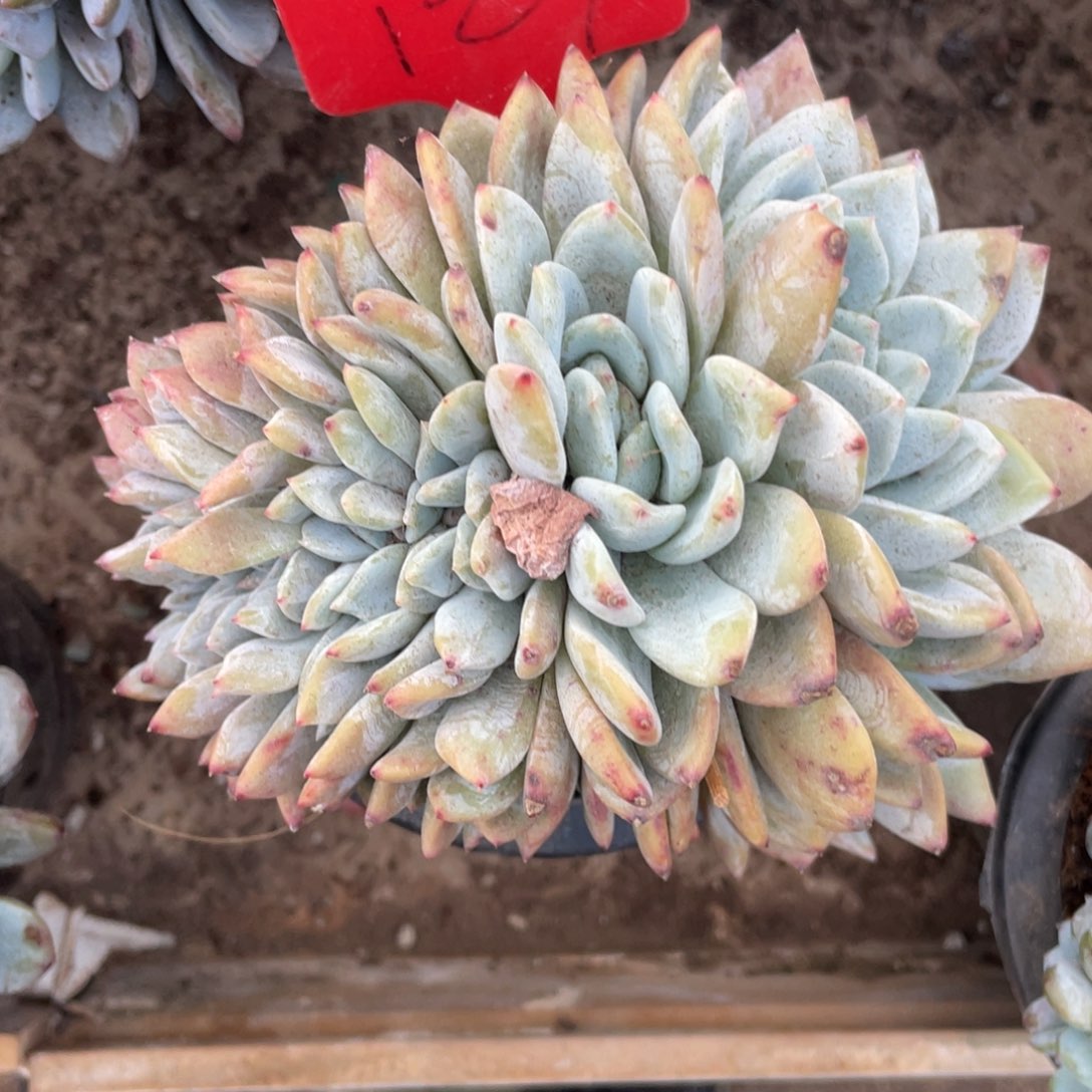 127号星影缀化多头