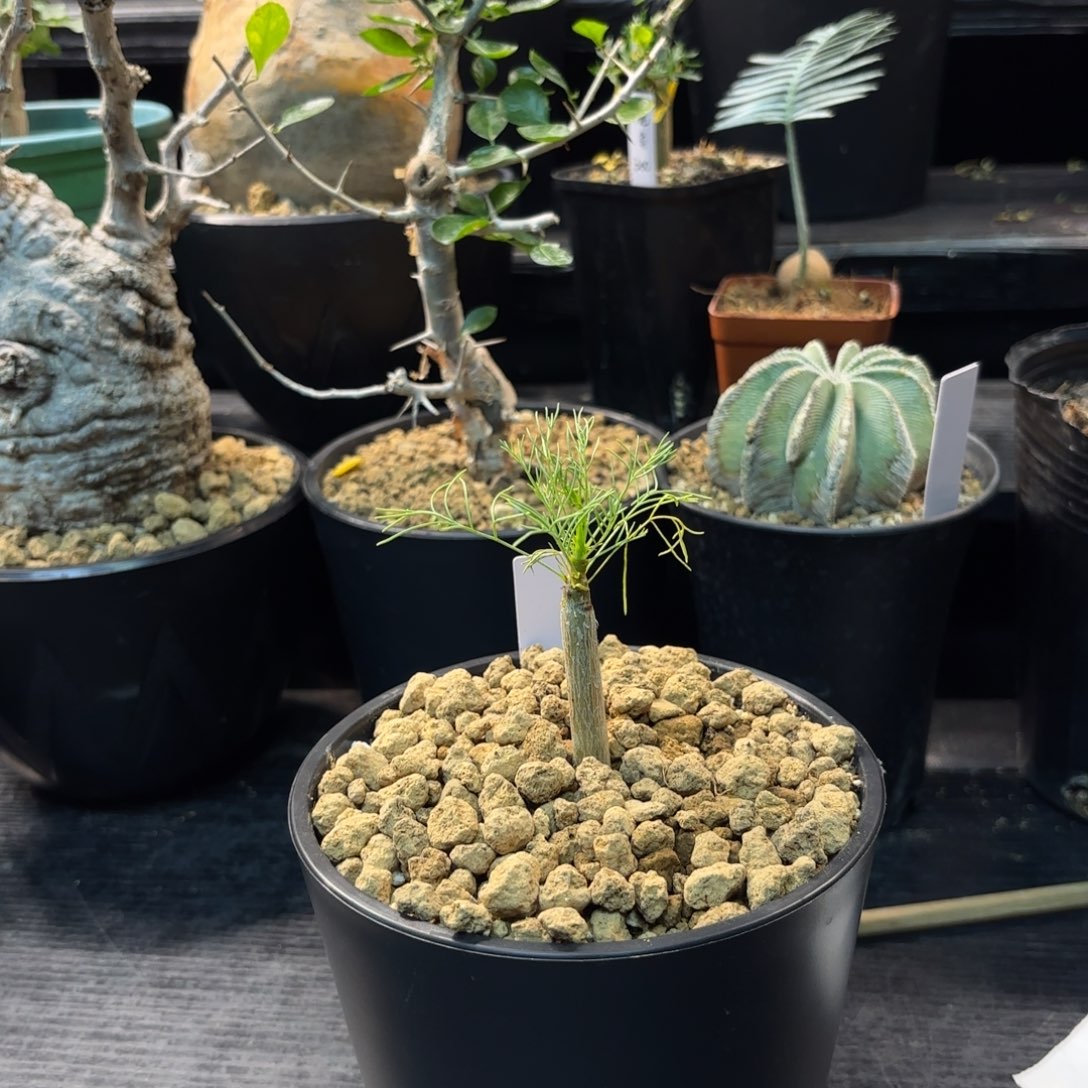 木   针叶没药十二骑士