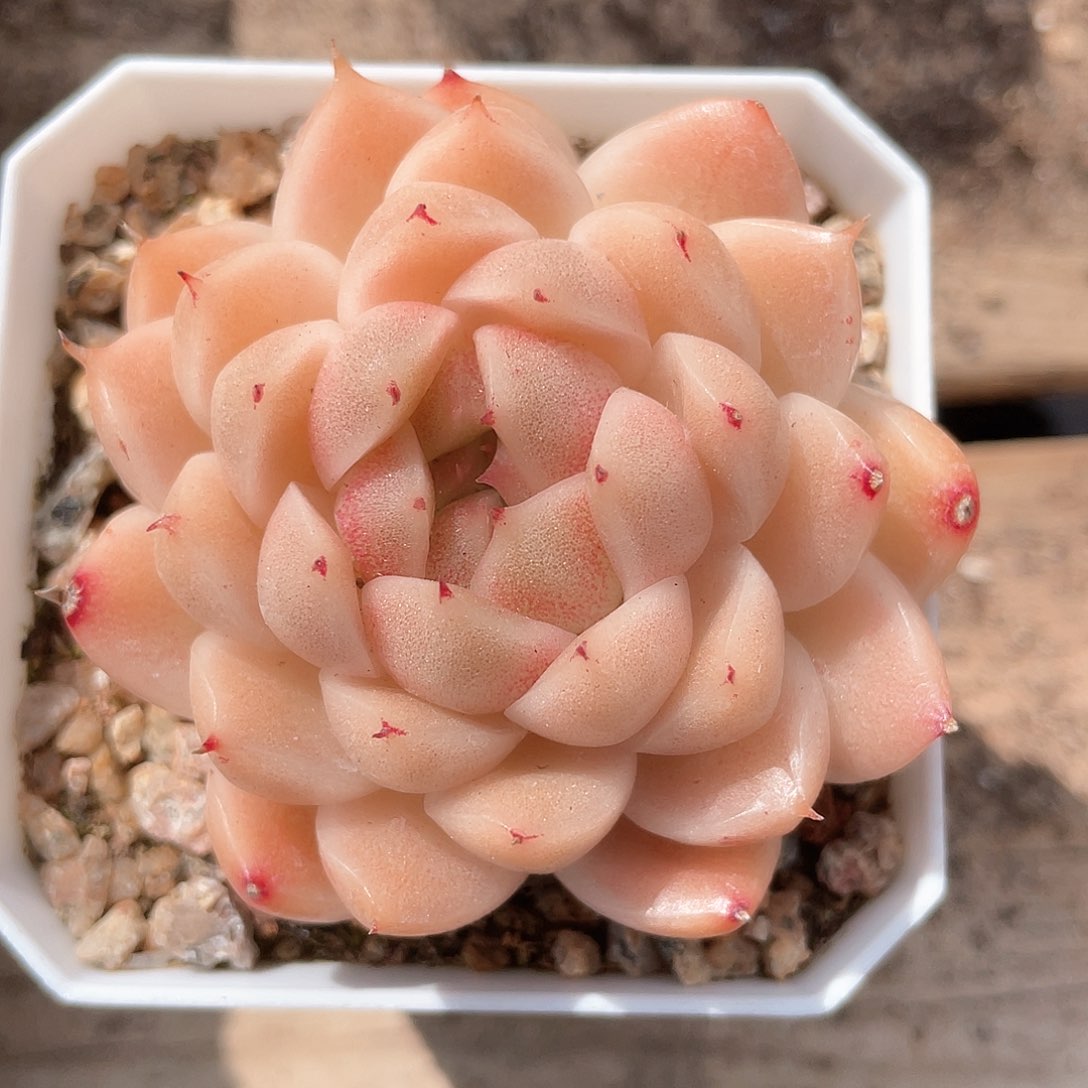 优选麦秆精品526