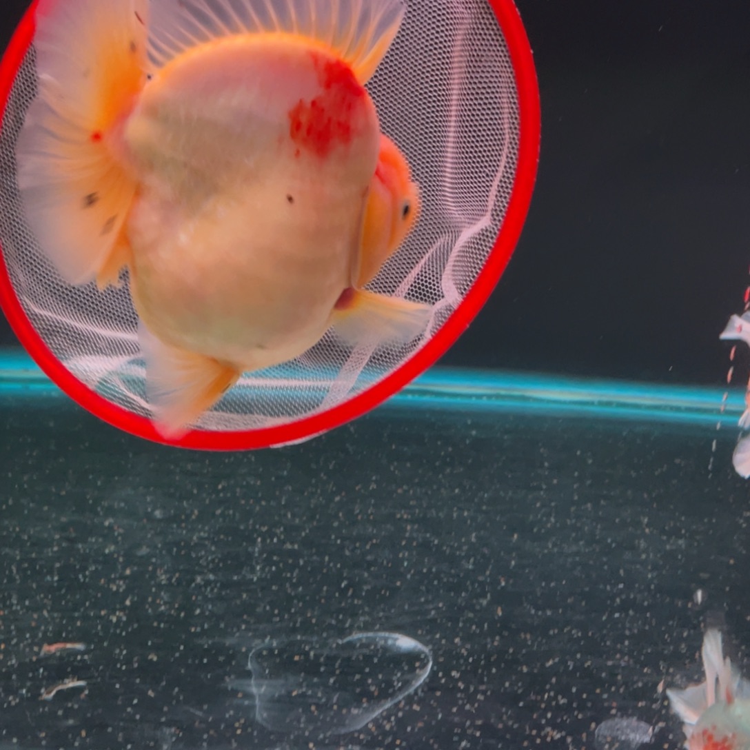 海水鱼樱花短尾将军狮