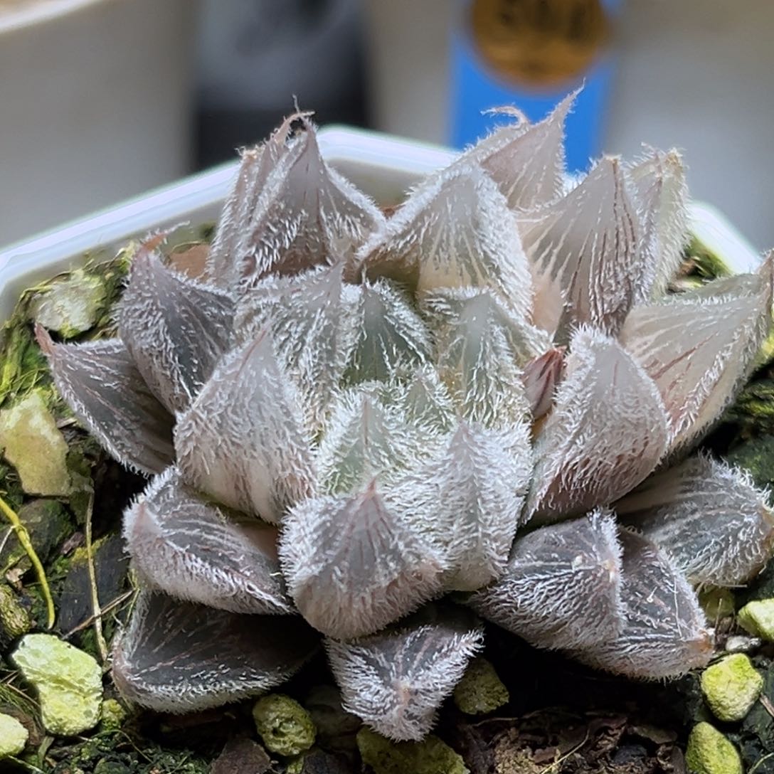 恭喜发财大吉大利975