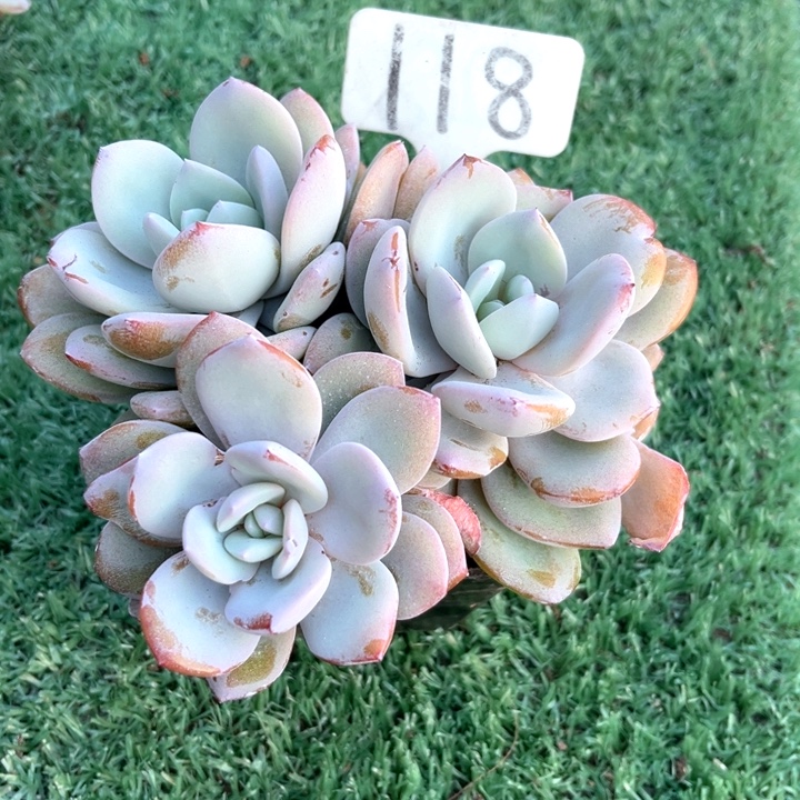 奶茶118号码牌子的话题