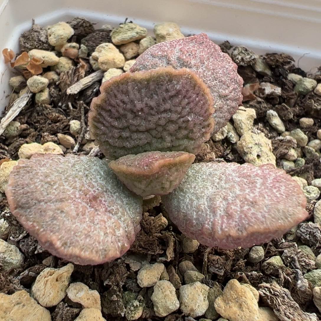 实生新品多肉植物水泡实生新品多肉植物