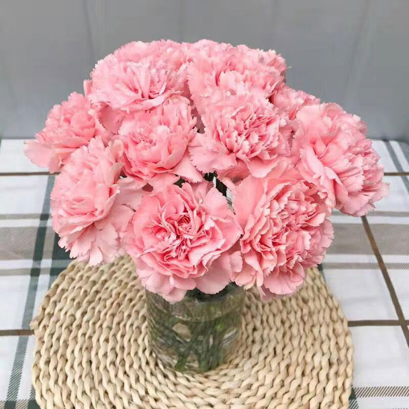 5支粉色康乃馨单头家庭鲜花