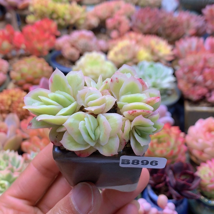 一物一拍含盆土满38包邮B896