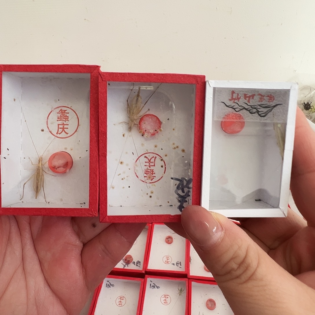 玉***东泰国竹蛉➕保定山的蛉➕柬埔寨竹蛉