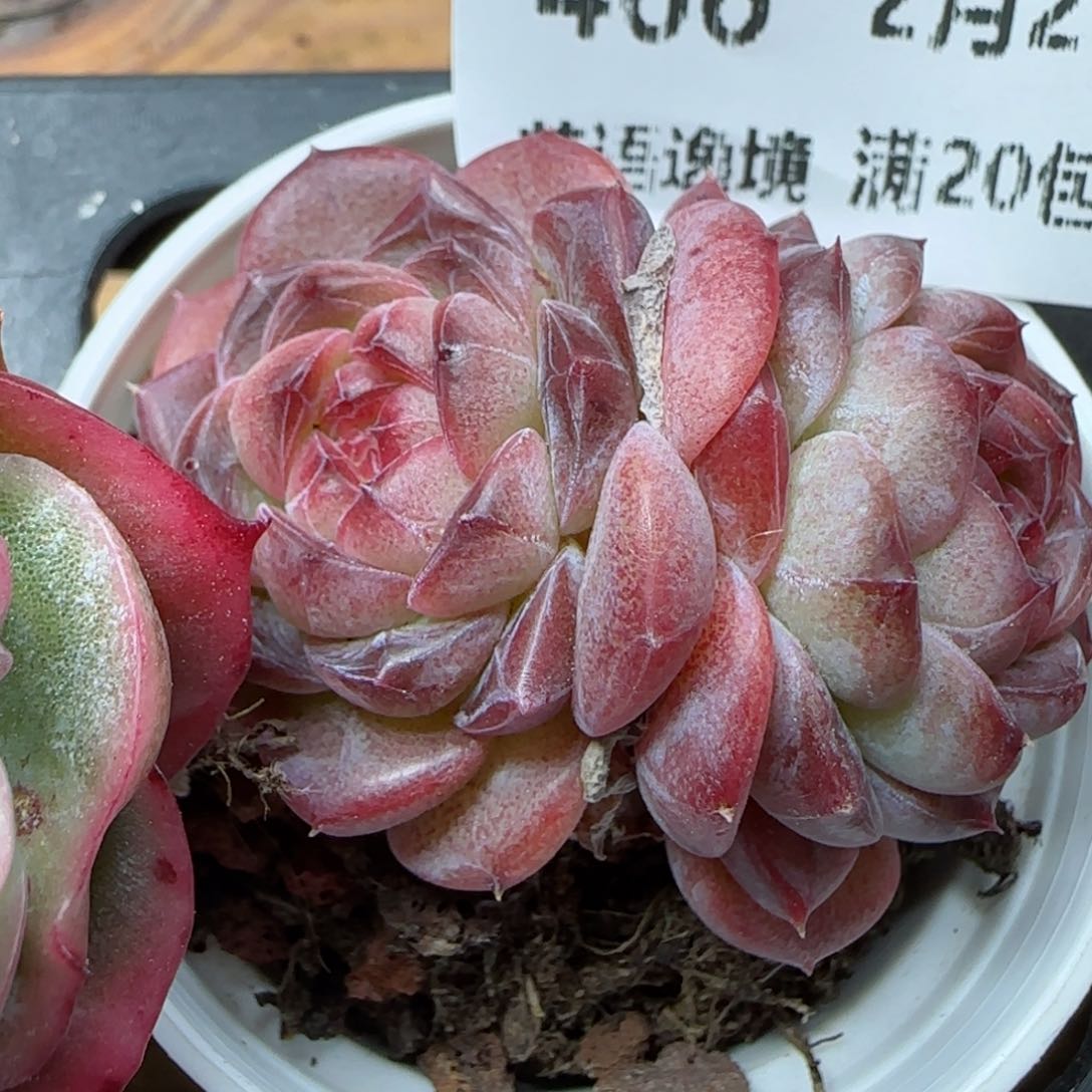 花语逸镜0226-466